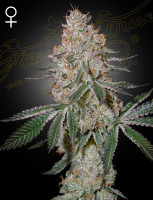 High Cloudz