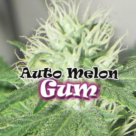 Auto Melon Gum 