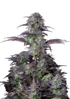 Original Auto Blueberry