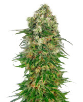 Shiva Skunk Auto