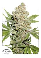 Auto Lemon Kix