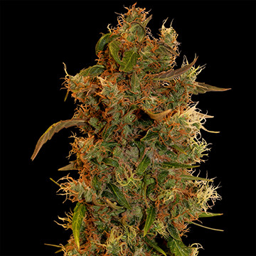 8 Ball Kush