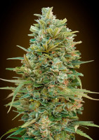 Auto Do si Dos Cookies