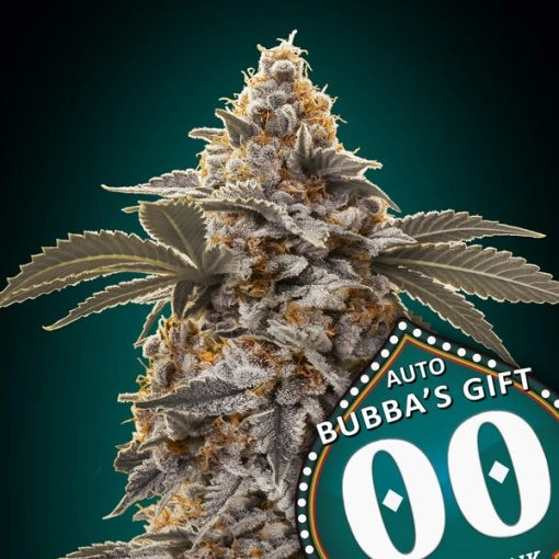 Auto Bubbas Gift