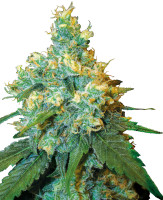 Jack Herer