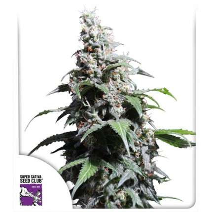 Pineapple Poison