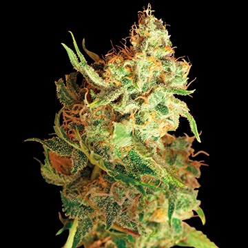 Red Dragon