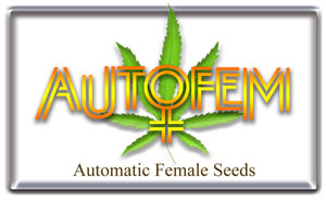 Autofem | Seeds2go Hempseeds Onlineshop & Vending