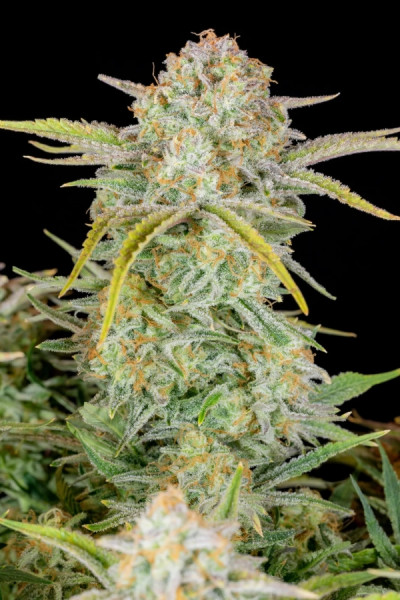 Bruce Banner Auto 