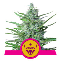 Special Kush #1