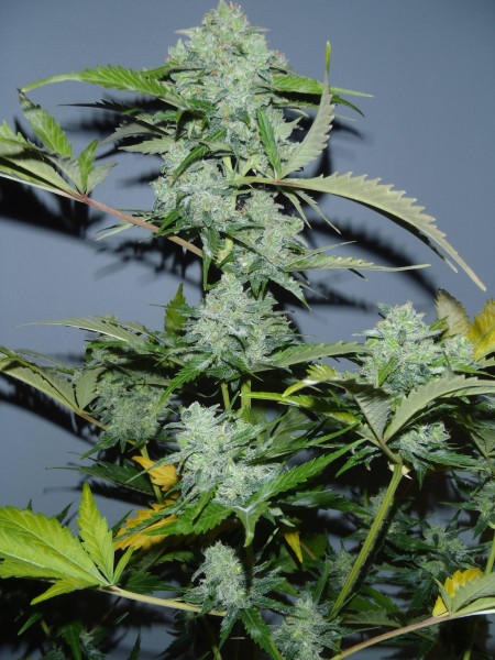 Auto White Russian