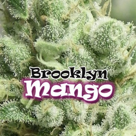 Brooklyn Mango 