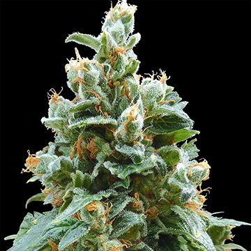 Vanilla Kush