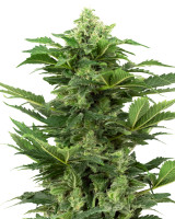 Afghan Pearl CBD Auto 
