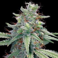 Blue Cheese