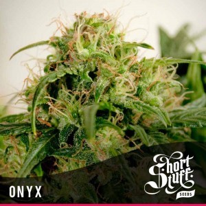 Auto Onyx