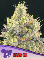 Nova OG 
