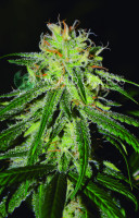 Amnesia