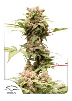 CBG Auto Force