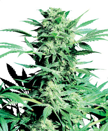 Shiva Skunk