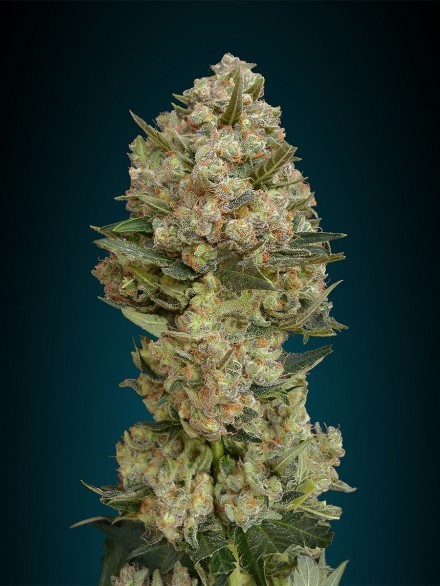 Critical