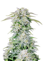 Original Auto Afghan Kush