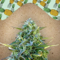 Critical Sour 