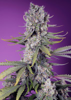 Papaya Zoap F1 Fast Version