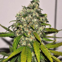 AK-48 Auto 
