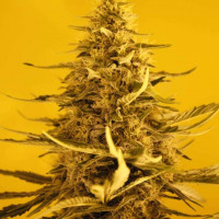 White Widow