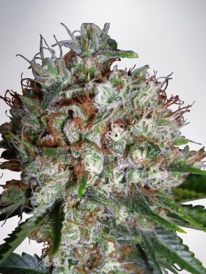 Big Bud XXL