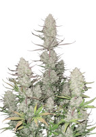 Tropicana Cookies Auto