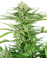 Cashew Kush