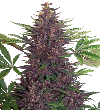 Buddha Purple Kush