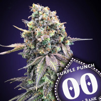 Purple Punch 
