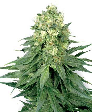 White Widow