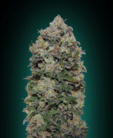 Northern Lights 