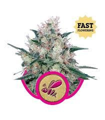 Honey Cream (Fast Version)
