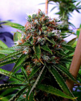 Budda Sister
