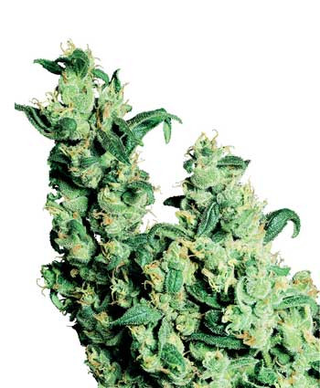 Jack Herer