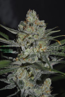Afghan Kush Early Harvest