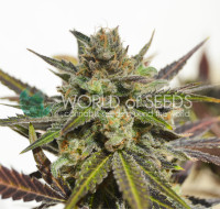 Northern Light x Skunk