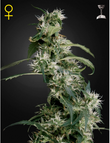 Arjan's Ultra Haze #2