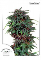 Durban Poison