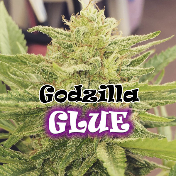 Godzilla Glue