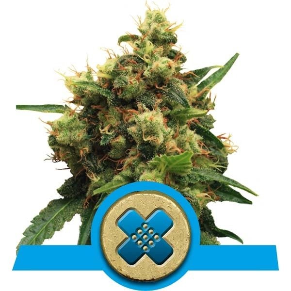 Painkiller CBD