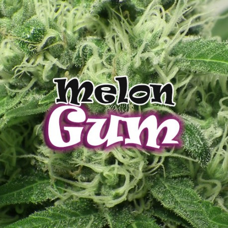 Melon Gum 