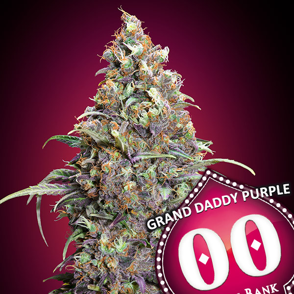 Grand Daddy Purple