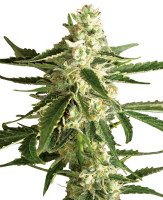 White Diesel Haze Autromatic