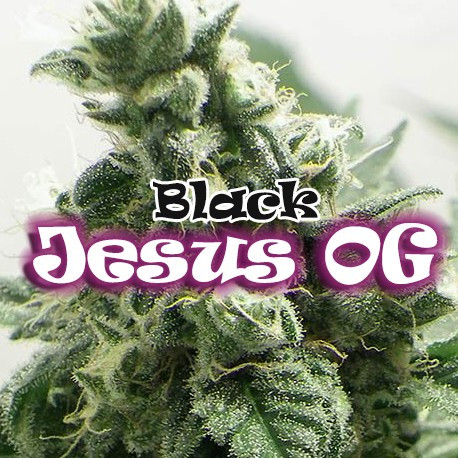 Black Jesus OG 